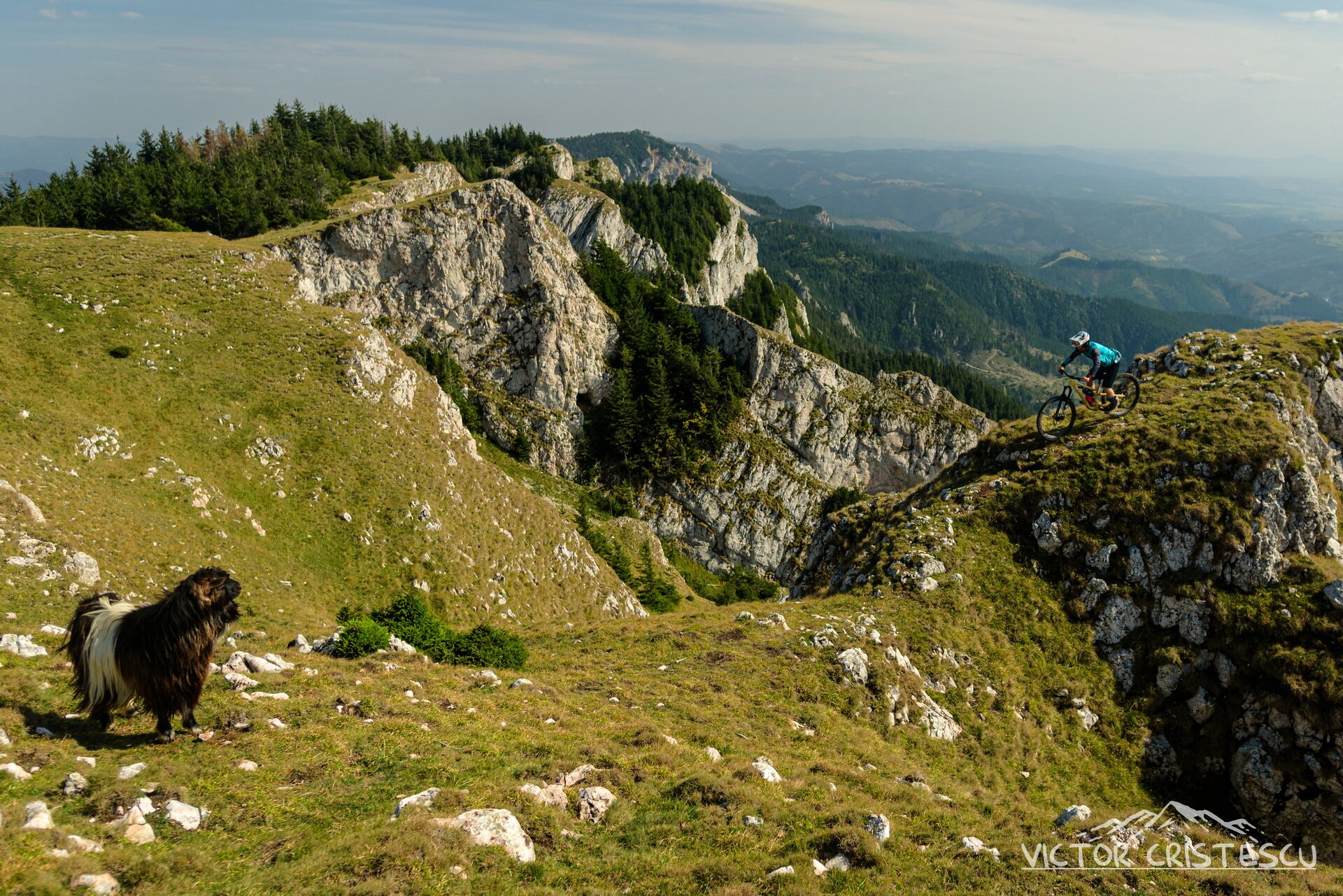 A Carpathian shepherd dog on a limestone ridge as a mountain biker passes behind